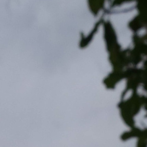 在线a久免费视频
